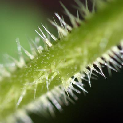Urtica dioica